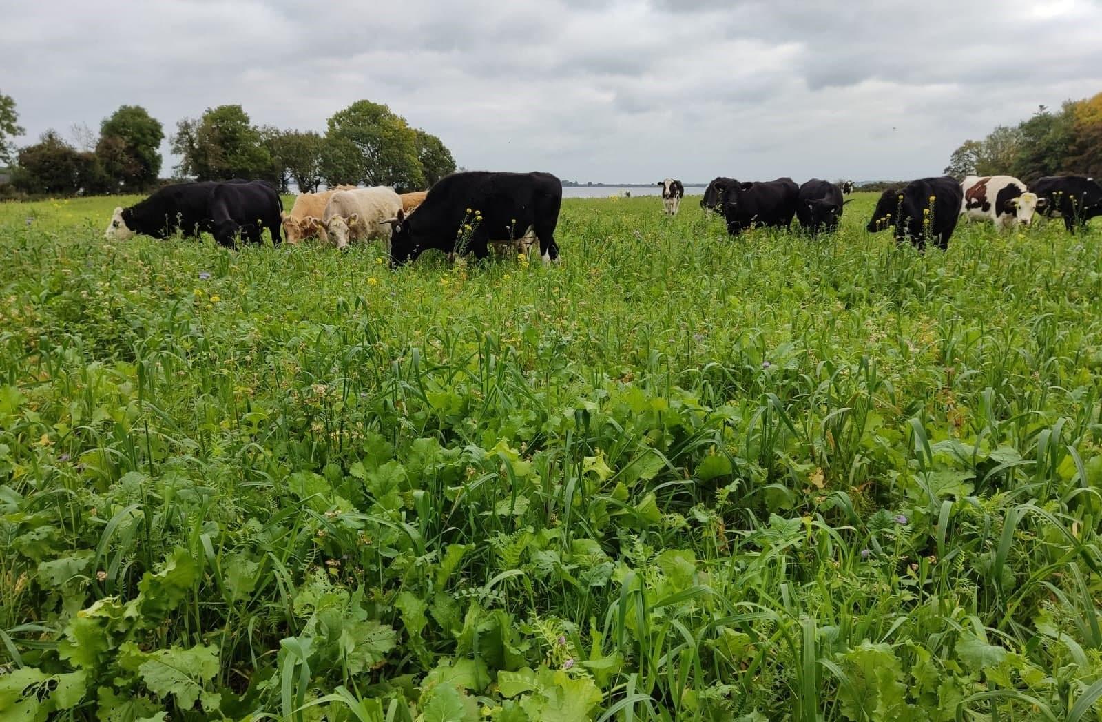 Des bovins pâturent dans une prairie riche en espèces végétales.